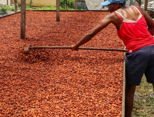 Plantacao Cacau STP Patrimonio Humanidade